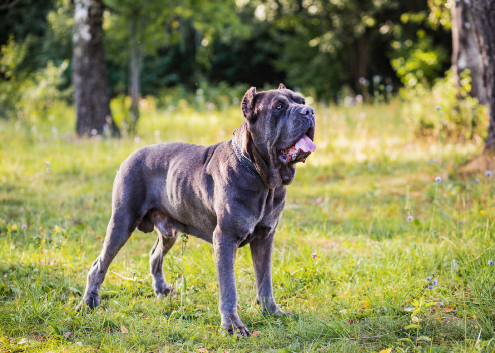 Do Cane Corso Have bed Feet